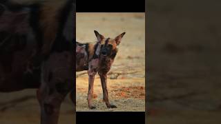Reuniting With Wild Dogs After Being Apart #amazingmoments