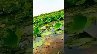 konna (কন্না)গান#bestsongs