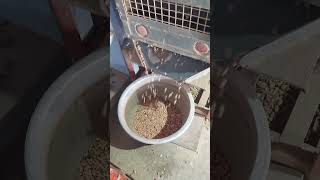 Groundnut Oil Extraction✅ #dehulling #machine #organic