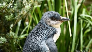 14. Featherdale Wildlife Park - kid friendly, pram friendly zoo in NSW, Australia