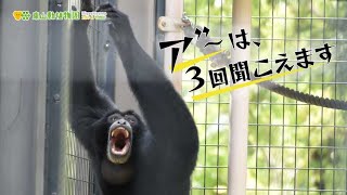 【東山動植物園公式】ア”～は3回聞こえます～ケイジの鳴き声～《 フクロテナガザル　テナガザル　サル 》