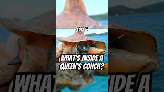 Inside the Queen Conch: A Slow-Moving Marvel of Evolution #ConchShell #ocean