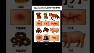 the bike for animals 🤔#subscribe #duet #astrology #facts #viral #trending #grow #shorts