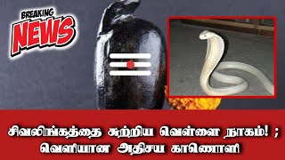 சிவலிங்கத்தை சுற்றிய வெள்ளை நாகம்! | Srilanka News | Breaking News | Snake | Today News | Jaffna