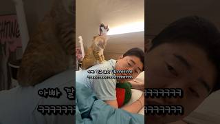 눈치 빠른 신입 고양이