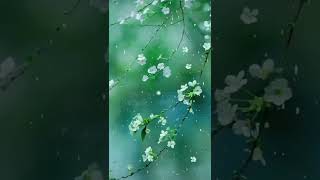 #shorts #lovestatus #banglawhatsappstatus #viralvideo #ytshortsindia