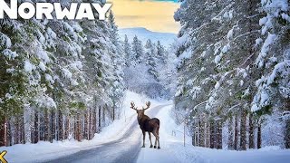 The Most Beautiful Country on Earth😍? Norway in Stunning 4K! 