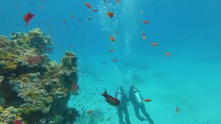 Life Beneath the Waves: The Red Sea Unve