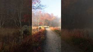 Some of my favorite autumn strolls 🧡… can’t wait to get out there and film soon! #shorts #autumn