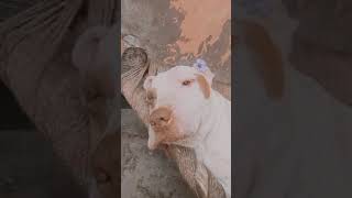 motupatluworld❤ 🙏subscrib please🙏 #trending#viral#ytshorts#video#motupatalu