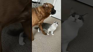 Ai Cat and ai dog funny love #cat #dog #love #ai