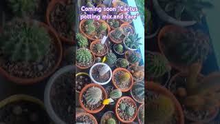 lovely cactus🌵#garden #flowers #viralvideo #rareflowers #new #youtubeshorts #trending #love  #shorts