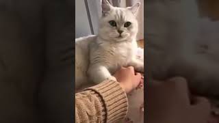 KUCING LUCU PART 6 #kucing #kucinglucu #kucingpintar #meme #kucingcomel #kucingimut #memes