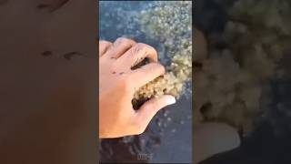 Amazing Animal Before and After Transformation! 🐾 #animaltransformation