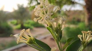 Best flower video
