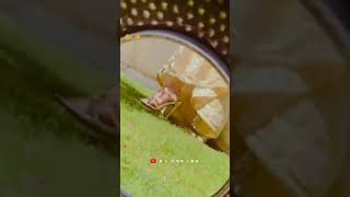 ❤️ New WhatsApp status Video 🥀 | Slack G4 | #short #shorts #youtubeshorts