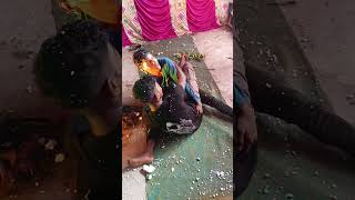ଗଣେଶ ପୂଜା ରେ EMOTIONAL DANCE (ଲଗୁ &ନଟ)