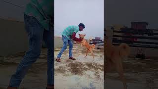 Jacky and subhash fight 😀 #youtubeshorts #dogandfamily #comedy #trending #fighting