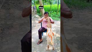 Goat VS Food Funny. #Shorts #Foodfunny #Goatcomedy