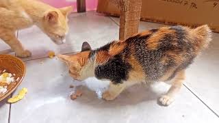 🥰Kucing makan bersama 🥰