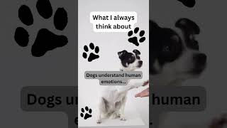 The Canine Mind: Understanding Human Emotions 🧠🐶