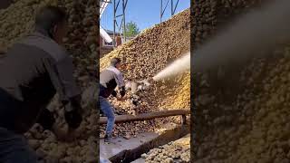 Framing the Harvest Season | #HarvestSeason #Agriculture #Harvest #YouTubeShorts