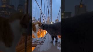 A Heartfelt Moment in the Rain 🌧️ | Brooklyn Bridge Cats #Cats #RainyNight #NYCShorts #CatShorts