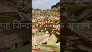 desifarming #desikisan #maizefarming #conrfirming #BOOSTEYOURREEL #REELSGROWTH #REELSTRENDING💯💯