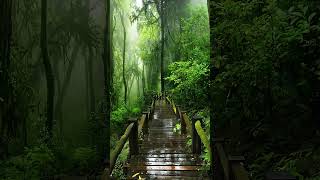 #soundofrain #rainoundforsleep #rain #rainsounds #shortvideo