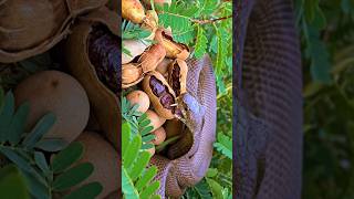 The beautiful cobra snake is eating tamarind #snakevideo #cobrasnake