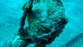 Frog Fish in Maui, Hawaii