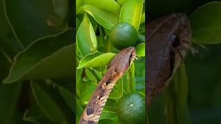 😮 The russel viper snake breaks lemon #russelviper #snakevideo