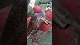 😮 A big cobra snake is eating cactus fruit #cobrasnake #snakevideo