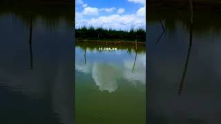 Tum mile to lamhe tham Gaye status|#nature |#shorts #fullscreen4kwhatsappstatus