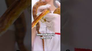 Snake Bite Survival Guide: Essential Tips to Stay Alive