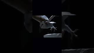 Silent killer🦉 #reels #shortsvideo #youtubeshorts #youtube #reelitfillit #reelsinstagram