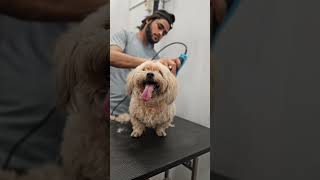 From Furry to Fabulous: Watch Boo the 11-Year-Old Lhasa's Best Grooming Session in Mira Road! 😍👍🏻✨