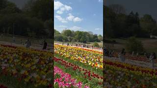 #arifontheroad #travelvlogbangla #londonlife #tulipgarden