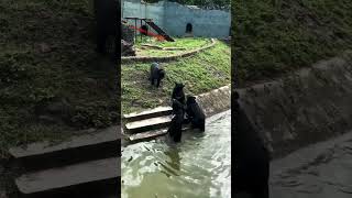 Beer song Tamil song short video bear 🐻🐻