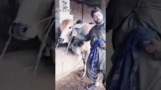 Bakra Eid Special Funny Status 2020 || Eid Ul Adha WhatsApp Status || Funny Eid Mubarak