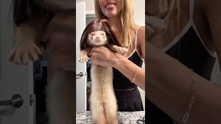 Funny ferret:You got a ferret roommate🐾🏠#ferret #pets #funnyanimals #cute #funny