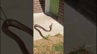 Second most venomous snake angrily strikes!