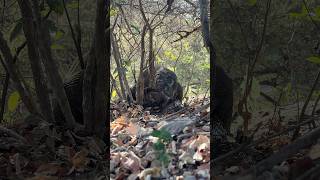 OMG😨😱 what does he eat?#shorts #americanviewers #komodo #wildlifeentertainment #wildlife #animals