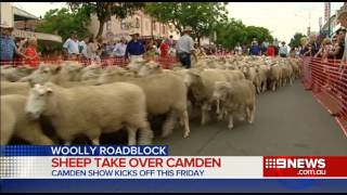 Camden Show Sheep Muster - National Nine News 18 Mar 2015