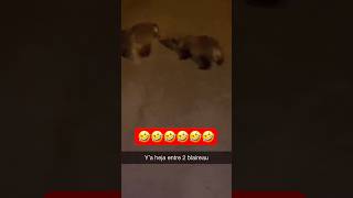 Ya heja entre deux blaireaux 🤣🤣🤣