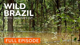 Amazon Rainforest | Wildlife of the Amazon Jungle | Nature Documentary
