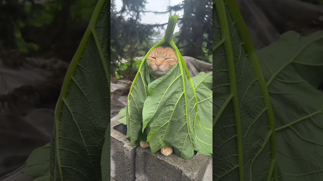 サムネ