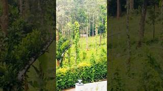 SurpriseGuest #newbornbird  #birdnest #lushgreenery #kerala #bliss  #enchantingnature #babybird