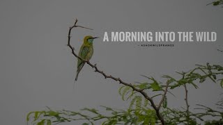 "A Morning Into The Wild - Nature's Calm Through My Lens" | ashokwildframes