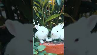 Rabbit 🐰🐰🐰 Nice